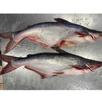 Pangasius Hypophthalmus de haute qualité du Vietnam, élevé en ferme à Can Tho, frais, grade A/B, qualité alimentaire VH, entier, rond, surgelé IQF, qualité supérieure