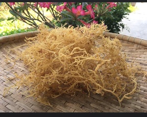 100% Natural <b>Light</b> Yellow Dried Sea Moss Premium Bulk Wholesale Export Sea Moss OEM Supplier Custom Packaging - Product Image 1