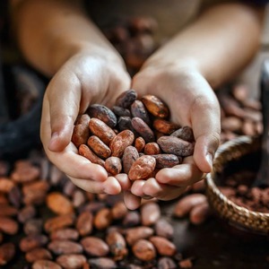 Granos de Cacao Orgánicos Cuidadosamente Seleccionados que Ofrecen un Aroma Fresco y un Sabor Intenso para la Demanda Internacional de Suministro de Alimentos al por Mayor - Product Image 3