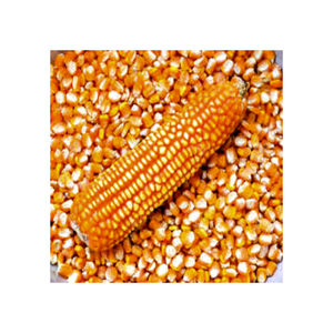 ข้าวโพด GMO คุณภาพสูงส่งออกจำนวนมาก ขายส่ง เกรดพรีเมียม พร้อมส่ง สำหรับผู้ซื้อทั่วโลก - Product Image 4
