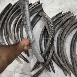 Cuerno de búfalo natural de 24-27 pulgadas, pulido a mano, ecológico, pieza decorativa al mejor precio - Product Image 5