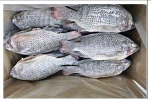 Pescado Congelado Entero Premium de 1 kg, Alta Calidad, Alto Valor Nutricional, 100% Natural, Envasado al Vacío VN-OEM - Product Image 4