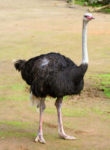 High Quality North <b>African</b> Red-necked Ostrich Long Shelf Life NMF (PVT) LTD Brand for Bulk Livestock Supply Commercial Farms - Product Image 6