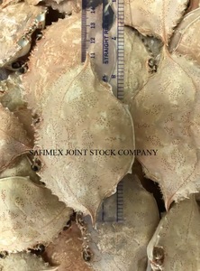 Grande coquille de crabe pour la restauration / Coquille de crabe pour la cuisine farcière en restaurant - Product Image 5