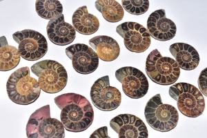 Cabochon d'Ammonite Fossile - Product Image 3