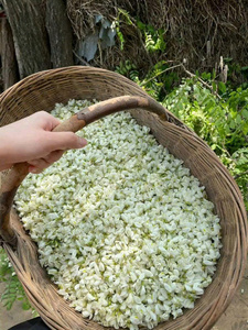 ชาใบมะลิสด 99 โกลด์ ดาต้า เฟรช ชาออร์แกนิกเพื่อสุขภาพ บรรจุภัณฑ์กล่องของขวัญ ฮาลาล รับรองมาตรฐาน เหมาะสำหรับผสมชา - Product Image 1