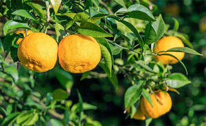 Японское эфирное масло <span class=keywords><strong>Yuzu</strong></span>, органическое для косметики-100%, чистое натуральное Цитрусовое Junos, холодного отжима, терапевтическое Качество | 1 кг - Product Image 3