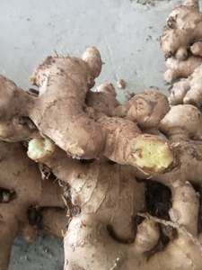 Exportador Premium de Raíz de Jengibre Vietnamita para Distribuidores de Alimentos y Empresas Importadoras que Realizan Pedidos en Contenedores Completos - Product Image 4