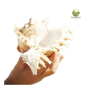 เครื่องประดับเปลือกหอยหนามธรรมชาติ ขัดเงา สัมผัสเหมือนจริง ธีมโมเดิร์น สีขาว ด้านในสีชมพู สำหรับตกแต่งบ้าน - Product Image 6