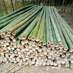 Wholesale Bamboo <b>Pole</b> Natural Bamboo Material <b>for</b> DIY Craft Furniture <b>Garden</b> and Construction Vietnam Factory - Product Image 4