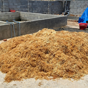 Mousse de mer du Vietnam en gros pour la production de collations saines et l'amélioration de la consistance des produits laitiers sans lait - Product Image 4