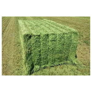 Foin d'alfalfa vert riche en fibres pour l'alimentation, contenant des vitamines essentielles, fournissant un foin d'alfalfa nutritif pour le bétail - Product Image 3