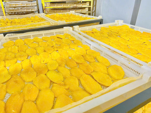 Mangues séchées moelleuses à faible teneur en sucre du Vietnam, naturellement sucrées, collantes, collation saine, vente en gros, fournisseur d'exportation - Product Image 6