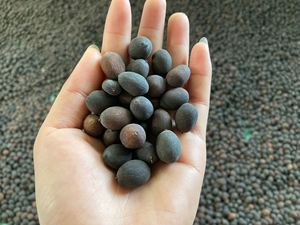 Semillas de Loto Negro Secas Vietnamitas, Grado A Seleccionado para Exportación, Mejor Valor, Suministro a Granel, Color Negro Natural, Listas para Consumo - Product Image 6