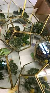 Terrarium géométrique d'intérieur, verre, plante d'intérieur de haute qualité, terrarium géométrique - Product Image 6