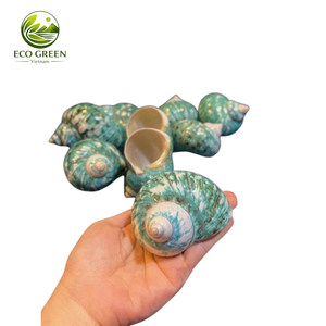 Revestimiento Iridiscente Verde de Concha Marina Pulida Premium para Decoración de Bodas, Decoración Costera para Spas y Resorts - Product Image 1