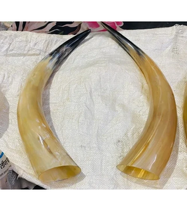 Buffalo <b>Decorative</b> Horn Item Pair Horn Amazing Price Houseware High Quality Buffalo Horn <b>Decorative</b> Pair - Product Image 1