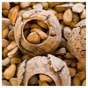 Noix du Brésil en gros à prix avantageux, vente en vrac - Product Image 6