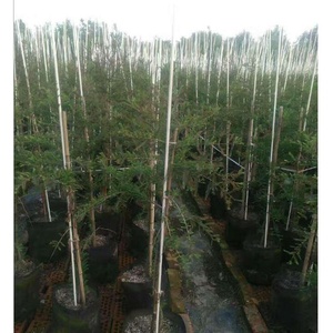 Fiberglass Tree/flower Supporting <b>Rod</b> Garden Fiberglass Plant Stakes/ Sticks - Product Image 6
