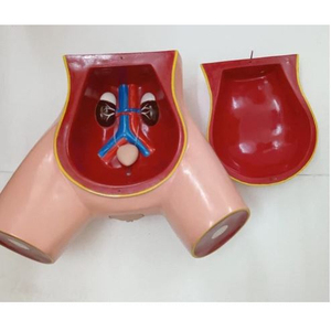 Medical Student Catheter Learning Simulator Designed for medical school labs Female Catheterization Demonstration <b>Trainer</b> - Product Image 3