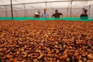 High Quality <b>Robusta</b> Whole <b>Coffee</b> <b>Beans</b> Premium OEM/ODM Green <b>Beans</b> from Vietnam Premium <b>Coffee</b> Blend Strong Body - Product Image 5