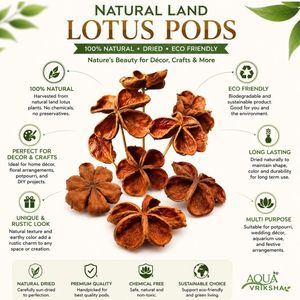 AQUA VRIKSHA Cápsulas de Loto Secas Naturales Premium para Acuarios, Peceras de Betta, Peceras de Camarones y Acuapaisajismo - Product Image 2