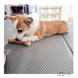 Bâton à mâcher pour chien en noix de coco, très populaire, durable, écologique, jouet d'intérieur pour animaux de compagnie, pour le nettoyage des dents et le jeu de mastication, chats et chiens, Lotus Bleu - Product Image 1