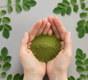 Poudre d'extrait de feuille de Moringa biologique pure, maille fine, soluble dans l'eau, qualité superaliment naturel, durée de conservation de 24 mois, export en vrac - Product Image 4