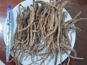 Ginseng Ngoc Linh de haute qualité avec teneur en saponine-OEM supérieure disponible au Vietnam - Product Image 3