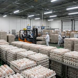 Huevos Frescos de Gallina Blanca, Huevos de Mesa, Paquete de Cartón de 30 Unidades - Product Image 5