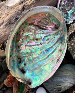 Green <b>Abalone</b> <b>Shell</b> for Jewelry Crafts Vietnam Polished <b>Shell</b> Pieces for Pendant Design Mosaic and Decorative Inlay - Product Image 5