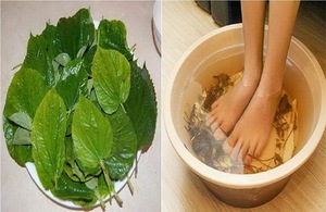 Ekstrak Daun Betel Liar Kering Massal untuk Penyedap Makanan, Teh Herbal, OEM, Label Pribadi, Rempah Herbal