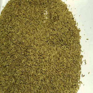 Frisch Geerntete Indische Ganze Jeera für Internationale Käufer auf der Suche nach Großhandelsmengen und Zuverlässiger Landwirtschaftlicher Gewürzbeschaffung - Product Image 3