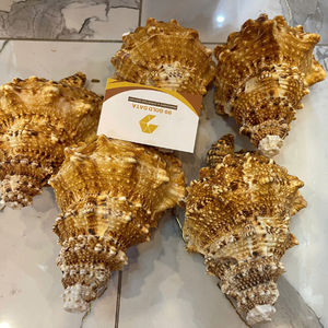 เปลือกหอยเวียดนามขนาดเล็กเนื้อเนียน สำหรับตกแต่งกระเช้าของขวัญสุดหรู และถาดต้อนรับโรงแรมหรู จาก 99 โกลด์ ดาต้า - Product Image 1