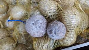 Noix de coco brune vieillie de qualité export (noix de coco mûre entièrement décortiquée) Ben Tre Vietnam, taille uniforme, 100% naturelle, durée de conservation de 2 à 3 mois - Product Image 3