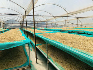 Café Verde Robusta y Arábica Vietnamita de Buena Calidad, Grado 1 S14 S16 S18, Mejor Precio, Buena Calidad, Bolsa de 60 KG - Product Image 4