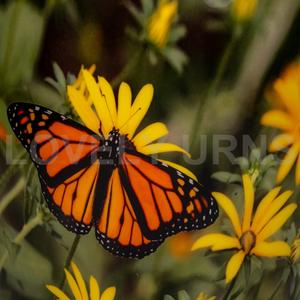 Urna Funeraria Conmemorativa Marca LU, Estilo Americano, Color Blanco, para Cenizas de Adultos, Capacidad de 200 Pulgadas Cúbicas - Product Image 4