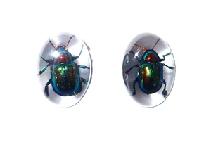 Cabochon ovale en plastique avec spécimen réel de Coléoptère à feuilles brillantes, 12x18 mm, fond plat transparent, pour artisanat et fabrication de bijoux - Product Image 6