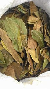 Hojas de guanábana seleccionadas para la producción de té de hierbas y suministro a granel de ingredientes a nivel mundial - Product Image 6