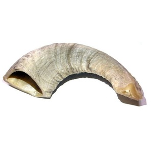Shofar en corne de bélier long et en spirale, style yéménite classique, tonalité naturelle pure, instrument à vent acoustique, pour festivals religieux, fournisseur en gros - Product Image 5