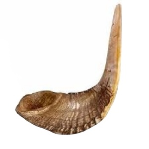 Ram Shofar Hebreo Trompeta Blow Horn Judío Kosher Tierra Santa Israel por GM IMPEX - Product Image 4