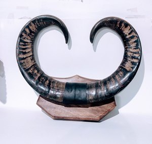 Premium Artisan-Crafted Buffalo Horn Wall Mount Polished Natural Craft for Nautical Cow Horn India Animal Theme Home Decor Decor - Product Image 1