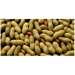 ถั่วลิสงดิบคุณภาพดี, ถั่วลิสง, ถั่วลิสงคั่ว, ถั่วลิสงดิบบด, ถั่วลิสงคั่วและรสเค็ม, เมล็ดถั่วลิสง, ถั่วลิสงทอด - Product Image 6