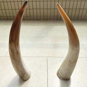 Juego de Regalo de Cuerno Vikingo Pulido Personalizado con Soporte y Correa de Cuero para Bodas, Hogar, Hotel, Inspirado en Animales de la India - Product Image 6