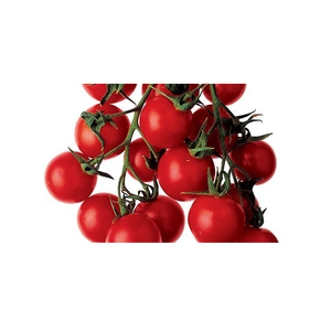 Tomates Frescos de Alta Calidad Disponibles para la Venta - Product Image 4