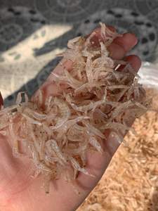 กุ้งแห้งเกรดอาหารสำหรับปรุงรสและใช้เป็นส่วนผสมในการปรุงอาหาร - Product Image 3