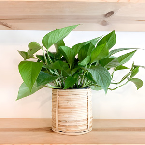 Cesta de ratán de gran calidad para plantas de interior, maceta, soporte para plantas, cestas de exhibición de vegetación - Product Image 2