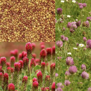 Semillas de Trébol de Primera Calidad en Empaque a Granel - Germinación Robusta, Larga Vida Útil, Uso Agrícola, Origen Sudamericano - Product Image 4