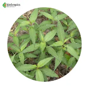 Chiết Xuất Polygonum Minus (Kesum) Chuẩn Bị Thành Phần Chống Nếp Nhăn Mới Cho Mỹ Phẩm Da