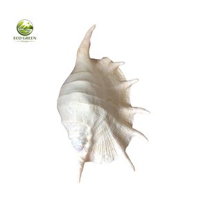 Coquille de conque naturelle (Lambis Lambis) écologique, moderne, rustique, pour bricolage - Product Image 6